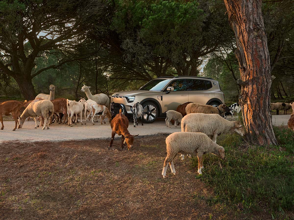 La smart #5 à la campagne, entourée de moutons et de lamas